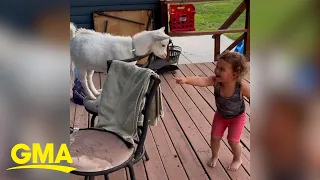 Baby goat’s parkour moves cause little girl to giggle uncontrollably