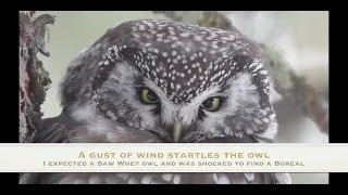 Finding the Boreal Owl