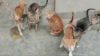 A very patient mother Cat with crazy active cute kittens
