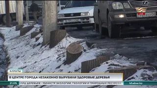 К.Токаев поручил разобраться с незаконной вырубкой деревьев в Алматы