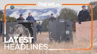 Latest Headlines | Reintroduced wolf found dead in Larimer County