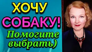 Породы собак, какую выбрать, посоветуйте / ПРО ЖИЗНЬ / Как я похудела на 94 кг