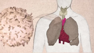 Inside the Thymus