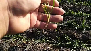 28.10.2018. NO TILL! Обзор состояния озимых культур!