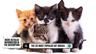 The 25 most popular cat breeds have been ranked! Did your cat make the list 🐱 🏆 😺