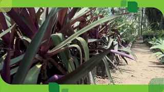 El maguey morado y sus beneficios | Remedios herbolarios desde El Jardín de Dios