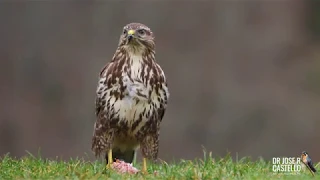 Common buzzard (Buteo buteo)