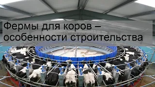 Фермы для коров – особенности строительства