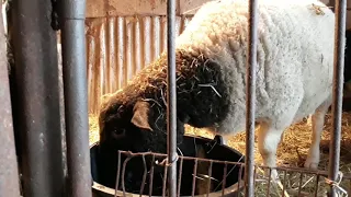 Разведение овец 100% ВЫГОДНО