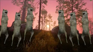 Wolf dancing in DoD