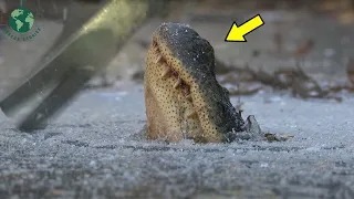 Can Crocodile Trapped In Ice Come Back To Life? - Animal Rescue | Rescue Stories