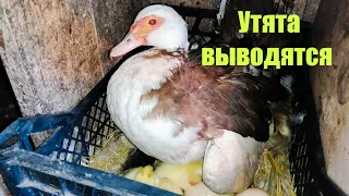 Утята выводятся под уточкой! Сколько штук вывелось?