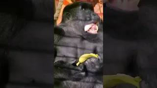 How do you eat a banana? #gorilla #asmr #mukbang #eating