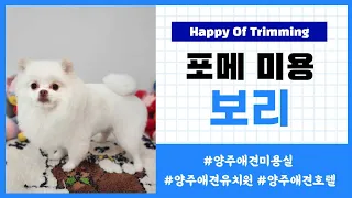 양주애견미용실 Happy Of Trimming 포메라니안 보리 라이언 가위컷