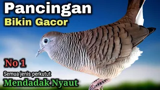 PERKUTUT LOKAL GACOR SUARA BESAR - Pancingan ini bikin cepat gacor