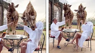 Giraffe Headbutts Woman While She Feeds It (NAUGHTY WILDLIFE)