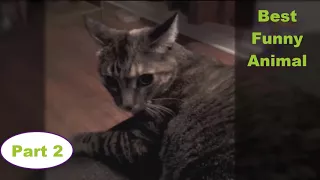 You will LAUGH SO HARD that YOU WILL FAINT   FUNNY CAT compilation 2018