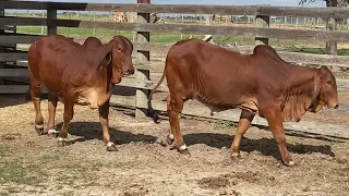 Broken Triangle Red Brahman Heifers for Sale-Caldwell, TX