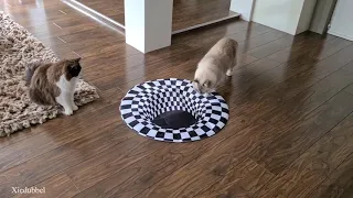 How cats react to sinkhole (optical illusion challenge)