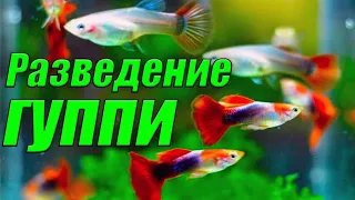 Самый простой и эффективный способ разведения гуппи!