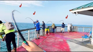 Most INSANE PIER Fishing In Florida! Catch & Cook