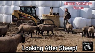 Behind The Scenes: Sheep Care At Ewetopia Farms