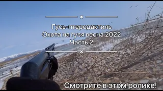 Гусь-птеродактиль / Охота на гуся весна 2022 / часть 2