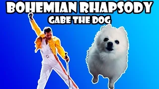 Gabe the dog - Bohemian Rhapsody