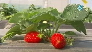 Vivero de fresas en Cartaya (Huelva)