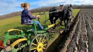 My wife's FIRST time PLOWING WITH DRAFT HORSES!!!