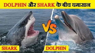 Dolphin और Shark के बीच मुकाबला | Dolphin Vs Shark Fight- Who Will Win?