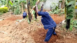 Digging holes for banana plantations.