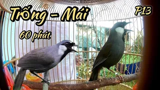 Chim Khứu Trống Mái Hót Siêu Kích Bổi. thúc Chim Bổi Hót Căng Lửa