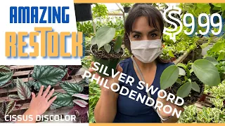 Favorite Local Nursery surprised me!!! $10 Silver Sword Philodendron! Come Plant Shopping with me!
