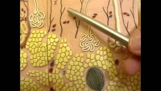 Thermoregulation 6, Heat loss mechanisms