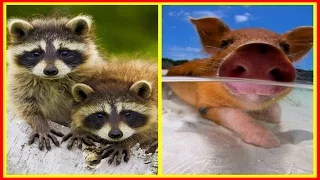 Смешные Животные 2015! Прикольная Видео Подборка! Funny Animals 2015 / Funny Video Compilation /