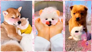 Милые и забавные животные Тик Ток/Chó Phốc Sóc Mini Pomeranian/Cute kittens, puppies Funny TikTok#3