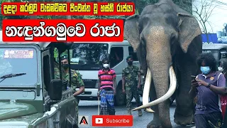 sri lankan tusker nedungamuwe raja with government security