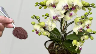 Just sprinkle a little! The orchid immediately bloomed many magical flowers