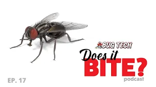 Flies 101: Different Types of Flies and the Threats They Pose - Does It Bite?