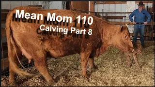 Mean Mama Cow 110 - Calving 2024 Part 8