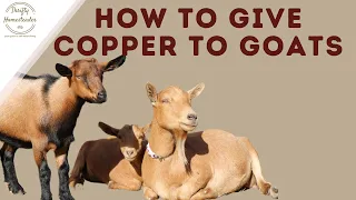 How to Give Copper to Goats