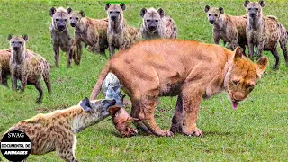 45 Momentos Las Hienas Atacan A Cachorros De León Recién Nacidos En Su Territorio| Animales Salvajes