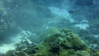 Whitetip Shark Mating