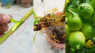 How to Air Layering Lemon Tree in Summer Season /Easy method to grow Lemon tree from cutting at home