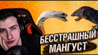 Hellyeahplay смотрит: Даже Королевская Кобра Боится Этого Убийцы Змей