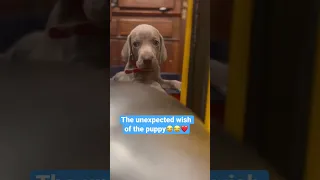 Weimaraner puppy wants a new home for Christmas🥹😂#funnyshorts #comedy #dogshorts #puppies