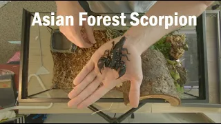 Asian Forest Scorpion Care