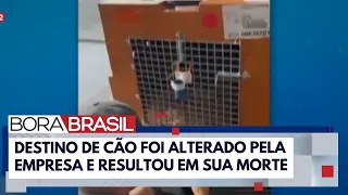 Gol suspende transporte aéreo de animais após morte do cão Joca | Bora Brasil