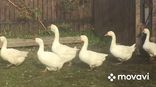 Убрала в первые Гуся трёх месячного/Есть ли выгода/Перевели бегунков для зимней яйцекладки.